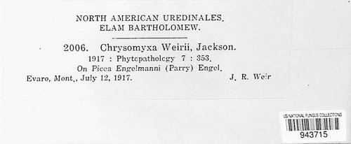 Chrysomyxa weirii image